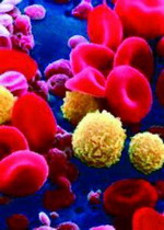 Кроветворные стволовые клетки